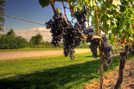 Circuit Vin des sables