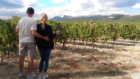 Immersion dans les vignes