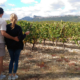 Immersion dans les vignes