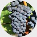 grenache